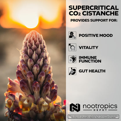Nootropics Depot Cistanche Supercritical CO2 Extract Capsules – 60 Count | 20% Echinacoside + 20% Verbascoside