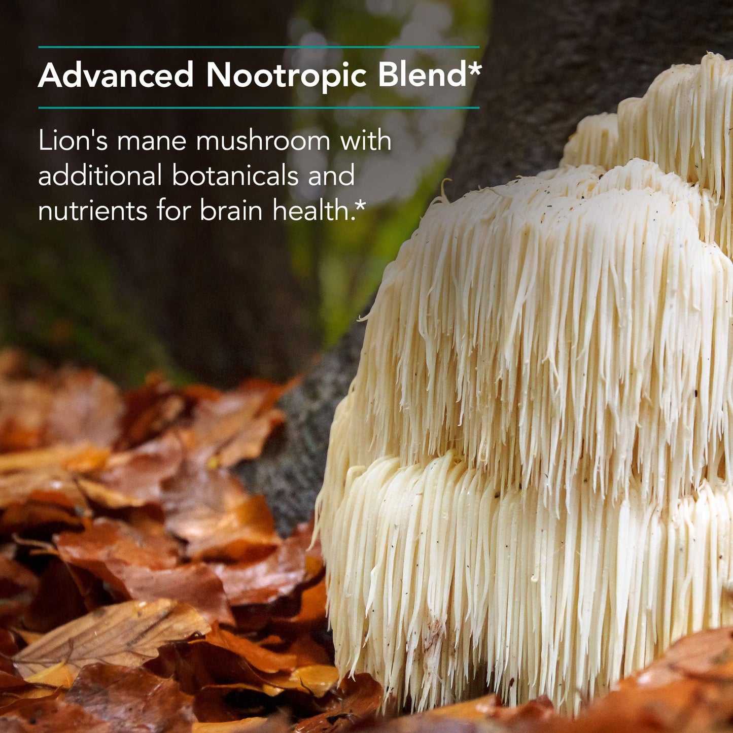 Nutricology Cognibrain – Memory & Focus Support with Lion's Mane, 90 Count