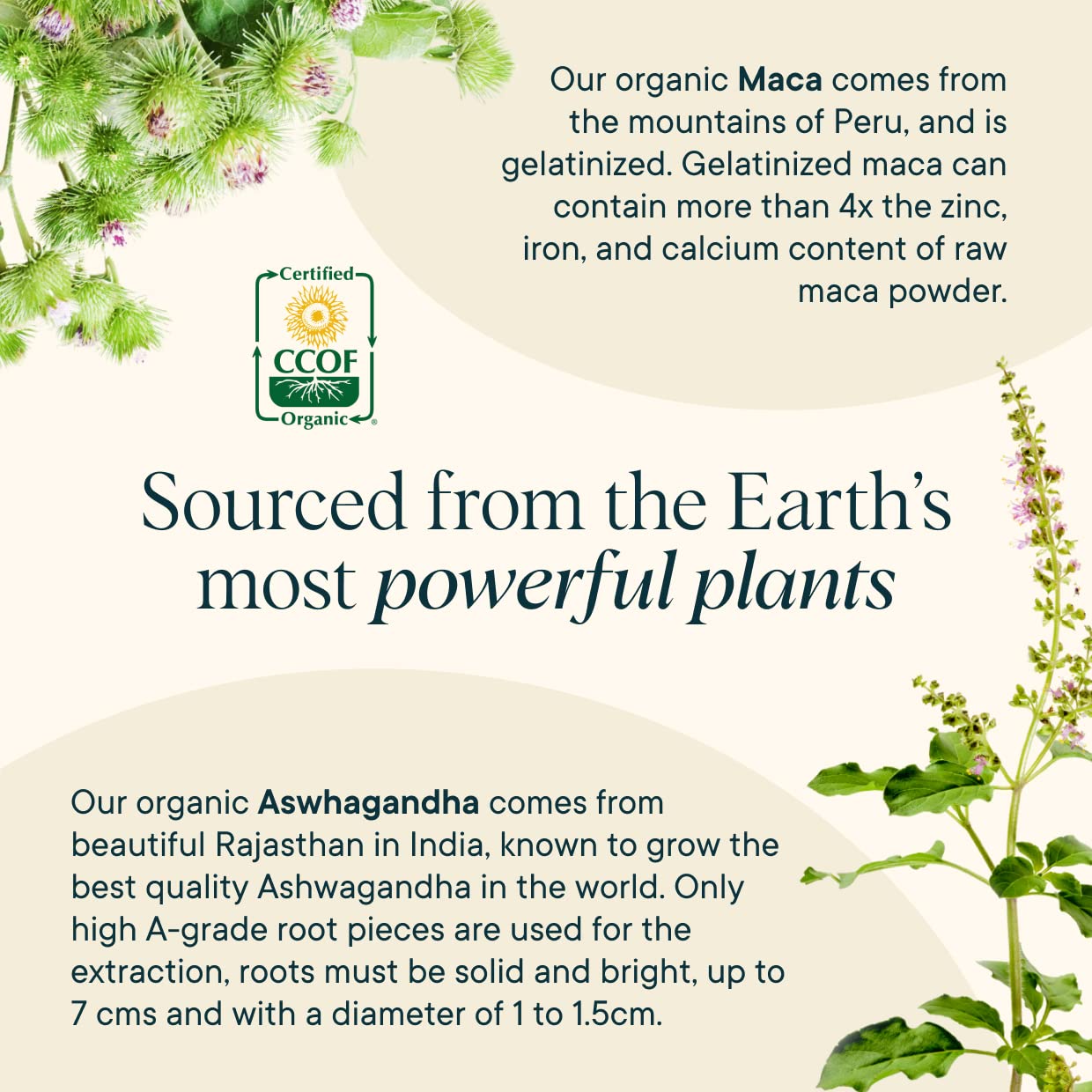 Ora Organic Hormone Balance for Women | Hormonal Acne & PMS Support | 90 Capsules
