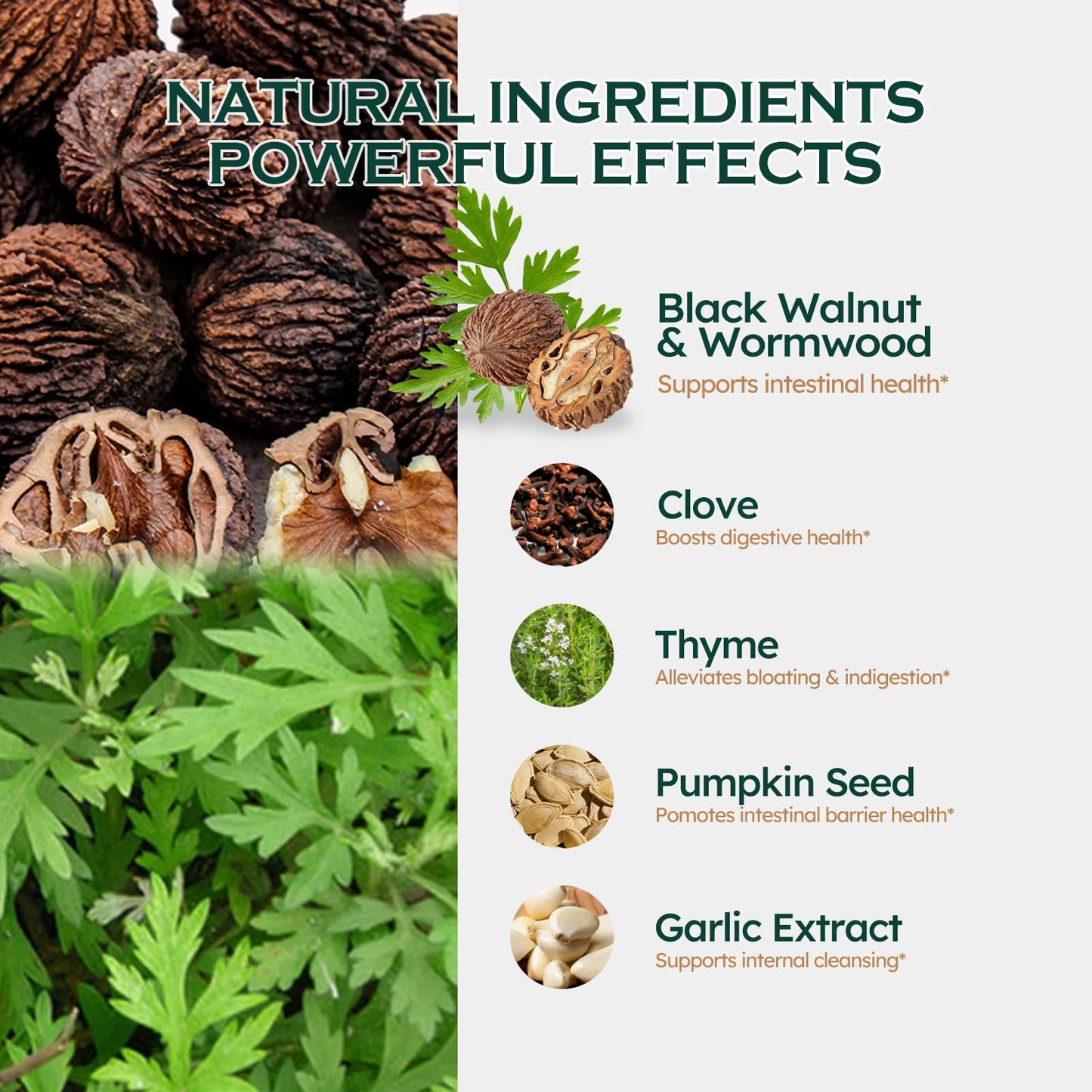 ORGANIHERBENCE Black Walnut & Wormwood Digestive Drops – 2oz | Digestive Support