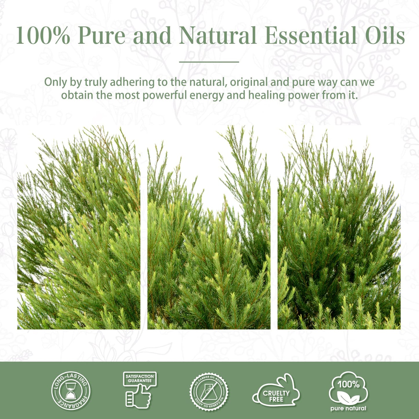 PHATOIL Tea Tree Essential Oil 30ml | Aromatherapy & DIY Crafts
