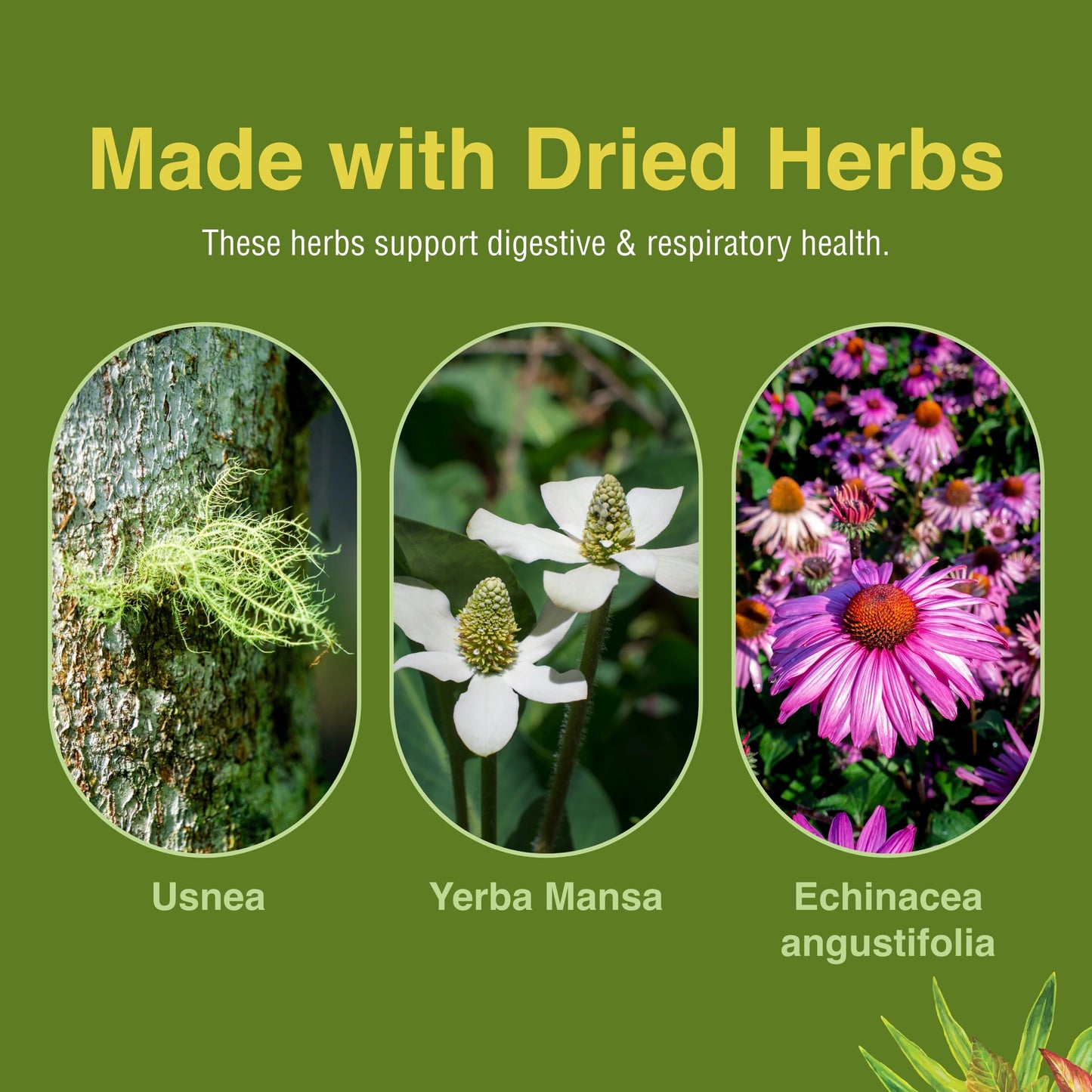 Herbs Etc. Phytocillin: Respiratory & Digestive Health Support | 120 Softgels