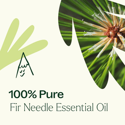 Plant Therapy Fir Needle Essential Oil 30 mL (1 oz) 2-Pack – 100% Pure, Therapeutic Grade