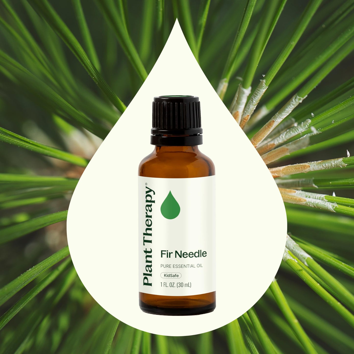Plant Therapy Fir Needle Essential Oil 30 mL (1 oz) 2-Pack – 100% Pure, Therapeutic Grade