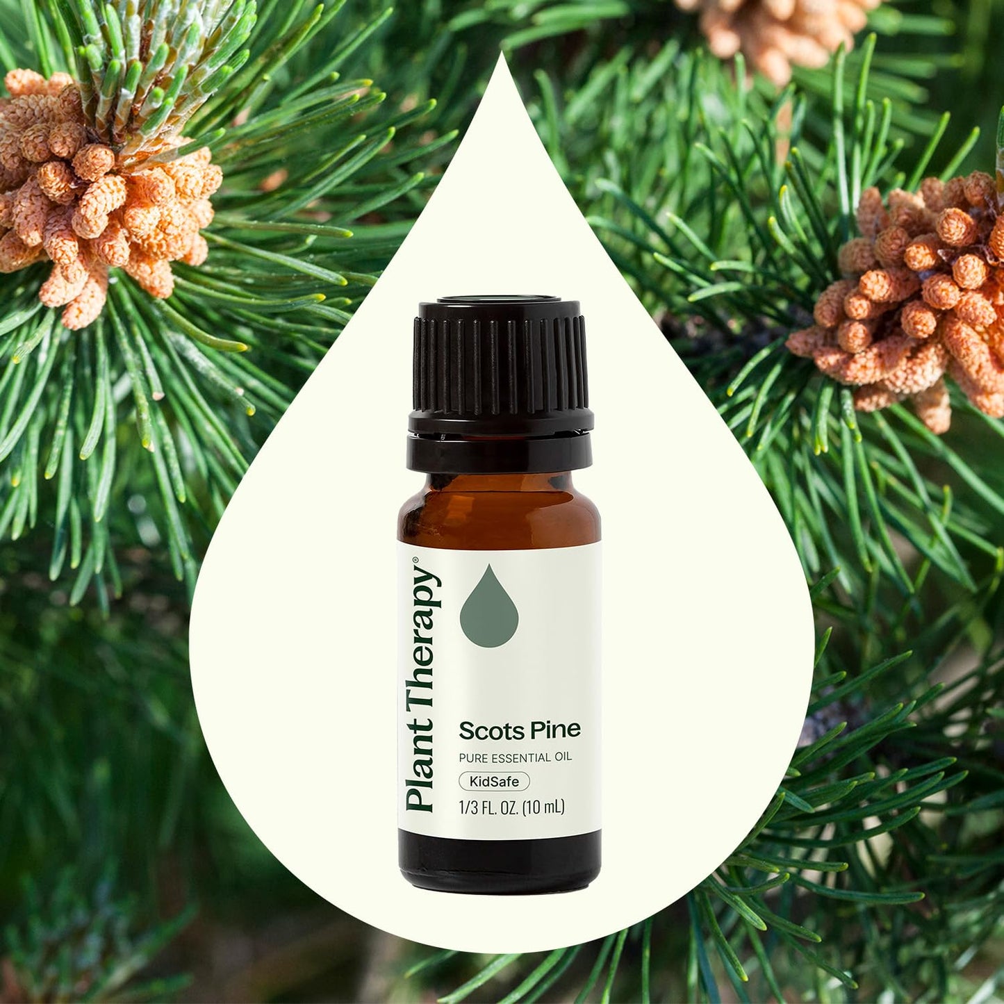 Plant Therapy Scots Pine Essential Oil 10 mL (1/3 oz) - 100% Pure, Undiluted, Therapeutic Grade