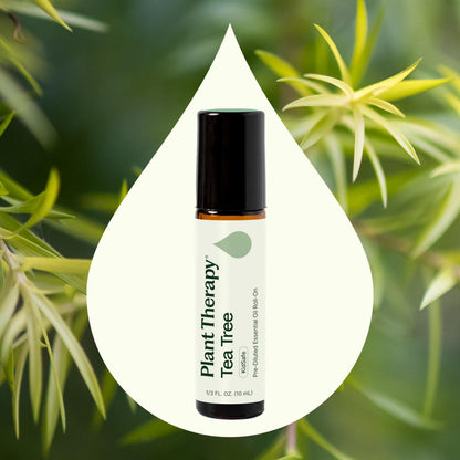 Plant Therapy Tea Tree Essential Oil 100% Pure – Pre-Diluted Roll-On (10 mL) Pack of 2