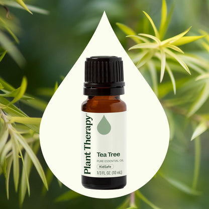 Tea Tree Essential Oil - 100% Pure & Undiluted (10 mL) | Plant Therapy