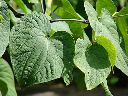 Premium Quality Vanuatu Kava (16oz) - 16oz Kava from Vanuatu