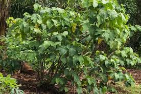 Premium Quality Vanuatu Kava (16oz) - 16oz Kava from Vanuatu