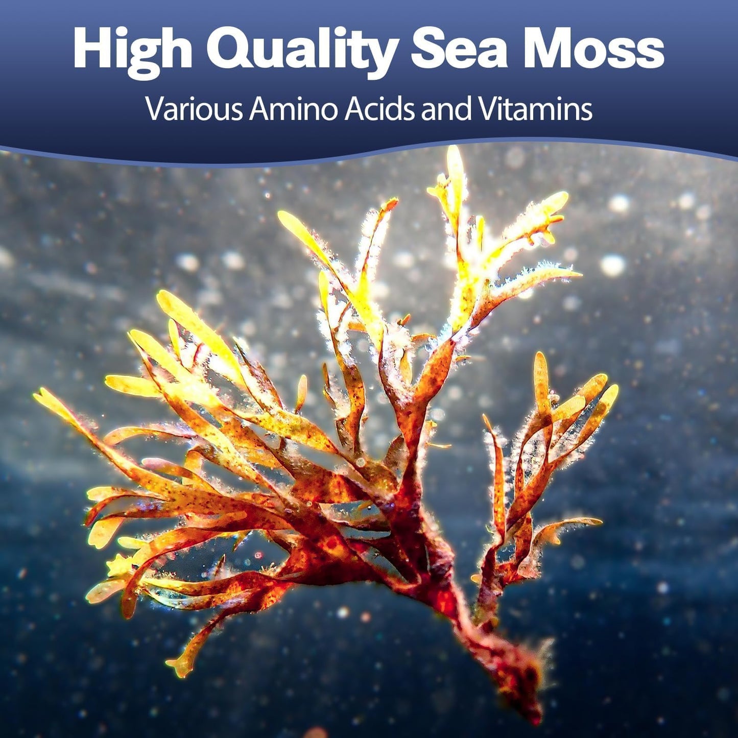 25-in-1 Sea Moss Capsules with Black Seed Oil, Ashwagandha – 120 Vegan Caps