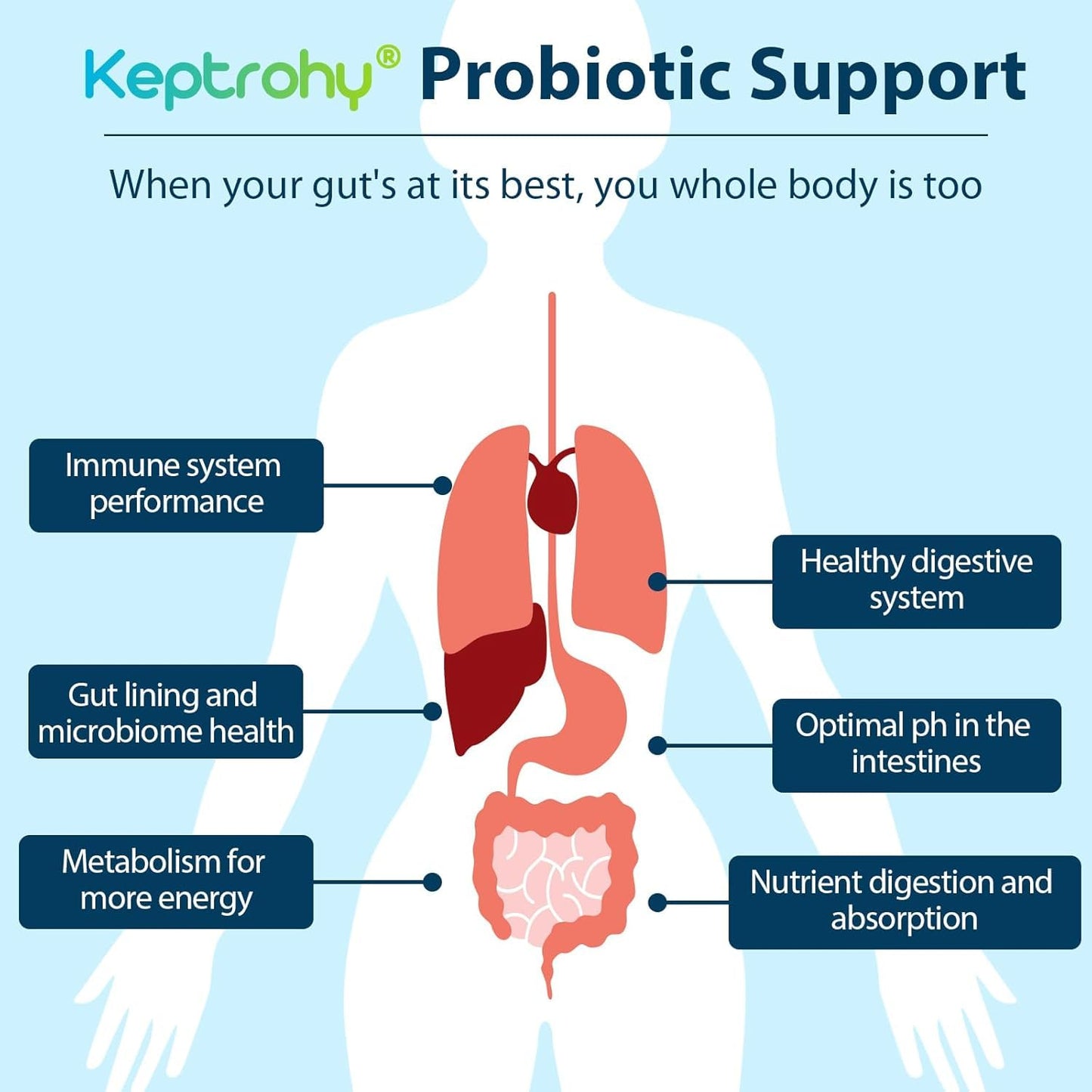Probiotics for Women & Men – 300 Billion CFU from 12 Strains + Organic Prebiotics | 180 Capsules