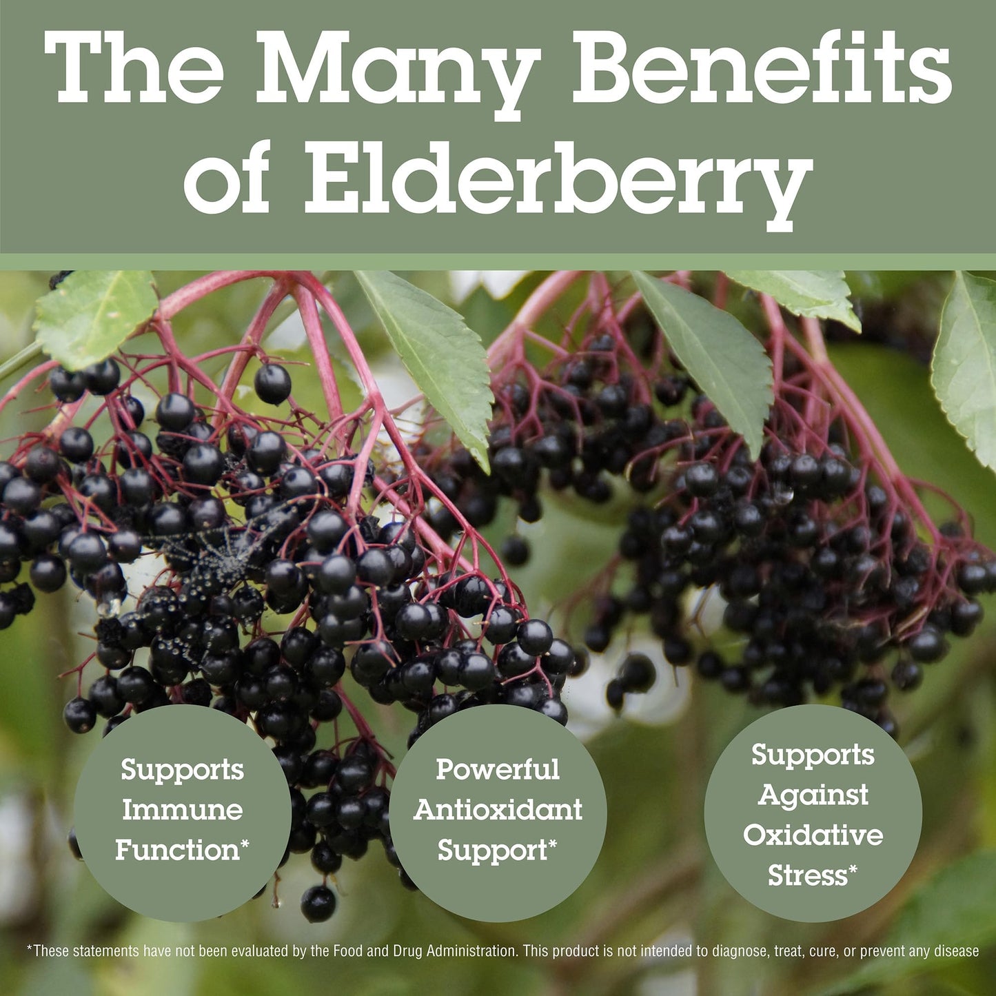 Quantum Health Black Elderberry Supplement – Sambucus Nigra Extract 400mg | Immune Support, 60 Capsules