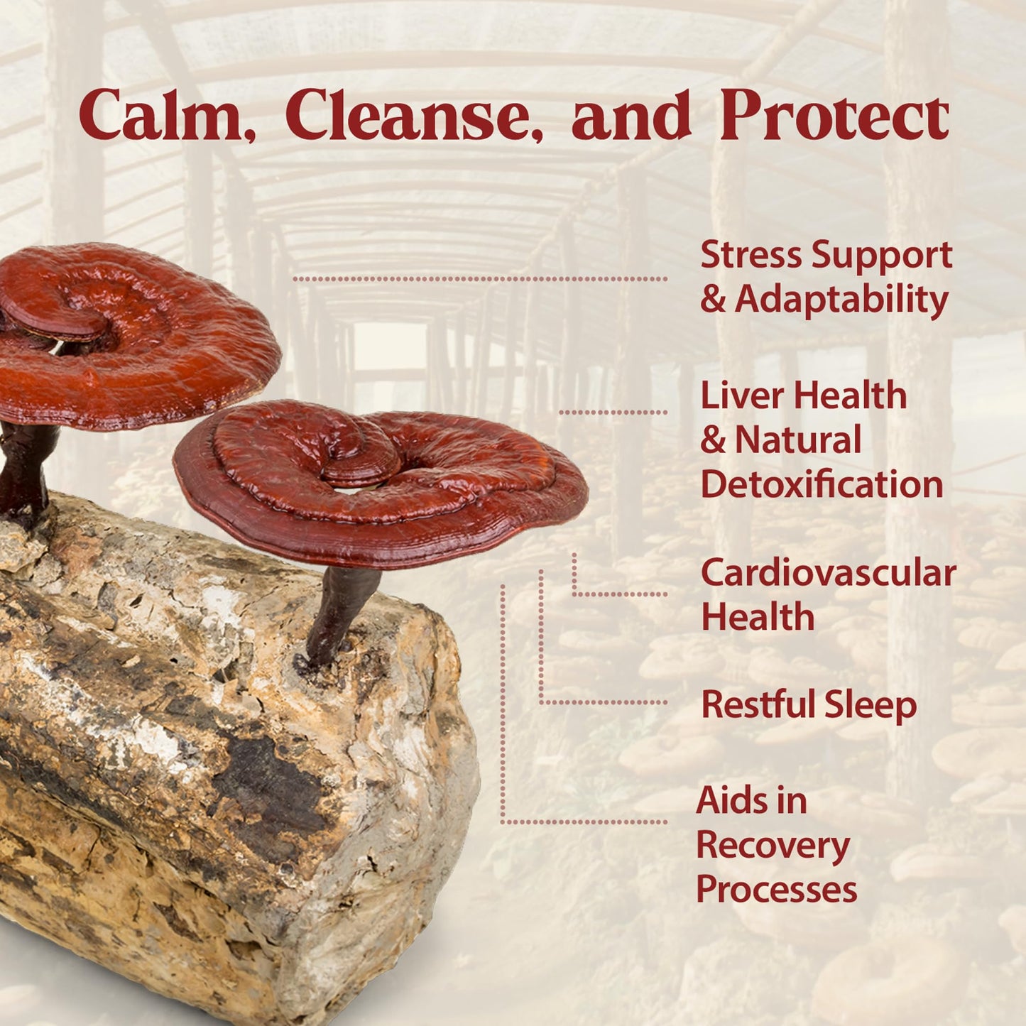 Dragon Herbs Duanwood Reishi Drops – Organic Mountain Grown Mushroom Tincture
