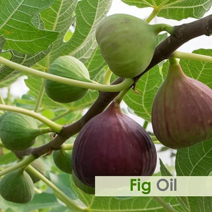 Salvia Fig Oil – Pure & Natural Fig Oil for Skin & Hair Care (100 ml) | Moisturize, Nourish, Rejuvenate