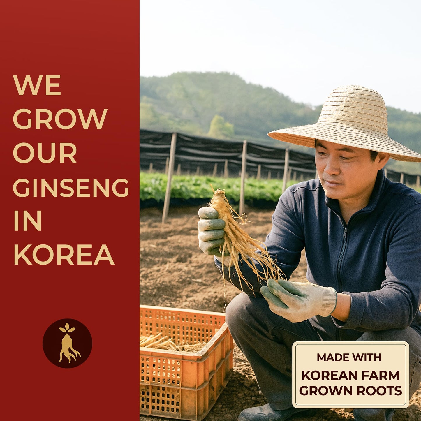 SAMSIDAE Korean Panax Red Ginseng Instant Tea – 50 Sachets | Boost Circulation, Memory & Energy