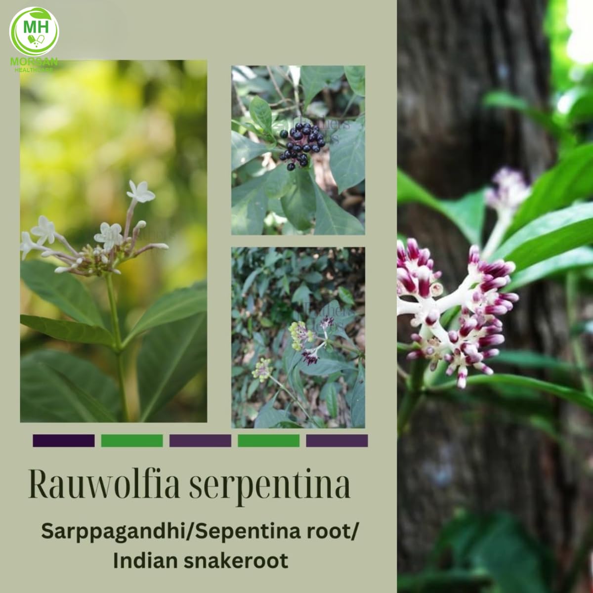 Morsan Healthcare Sarpgandha (Rauwolfia Serpentina) Capsules – 2 x 60 Veg Capsules | 500 mg Herbal Extract