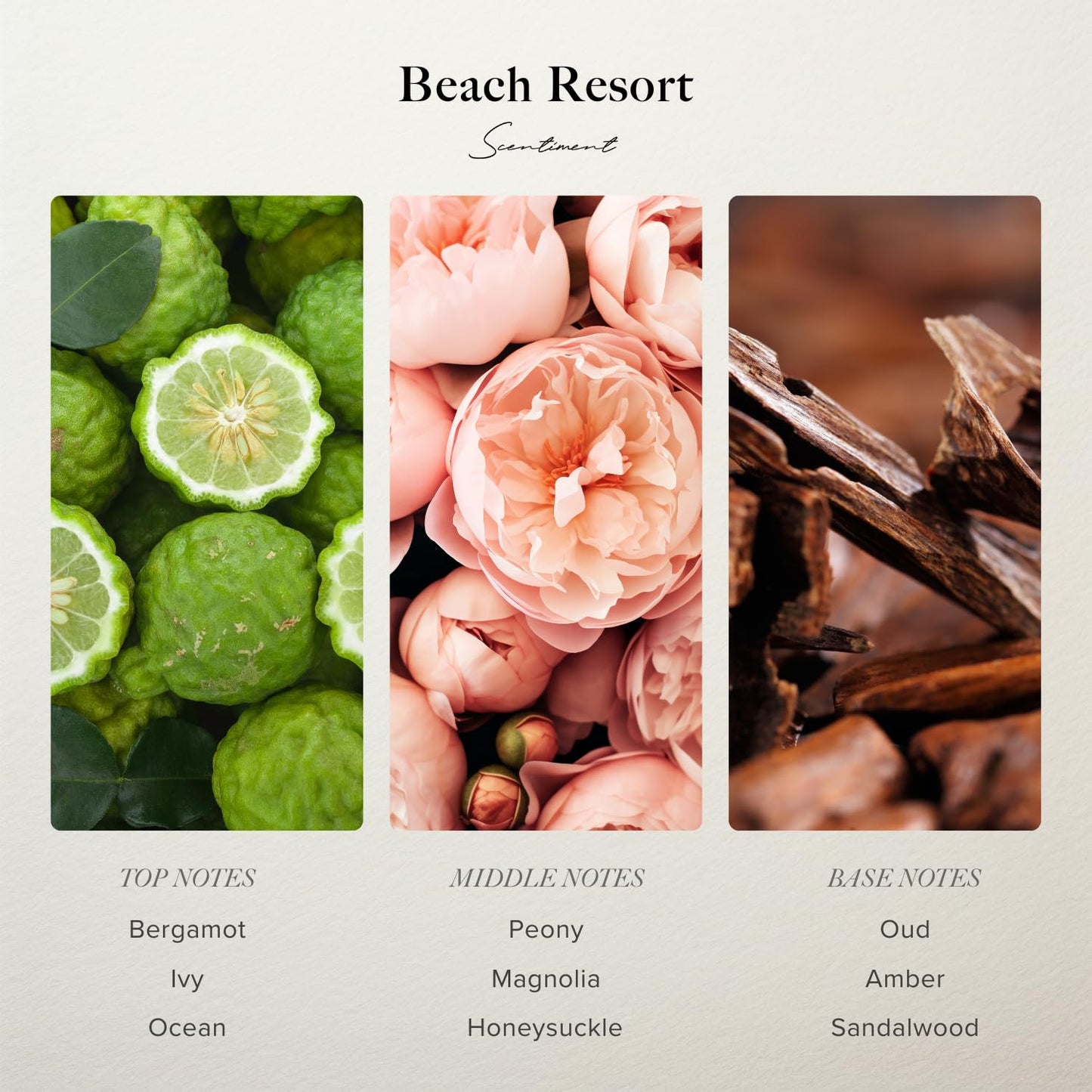 Scentiment Diffuser Oil - Beach Resort (20 mL) | Luxury Aromatherapy with Bergamot, Ocean, Peony, Amber & Sandalwood