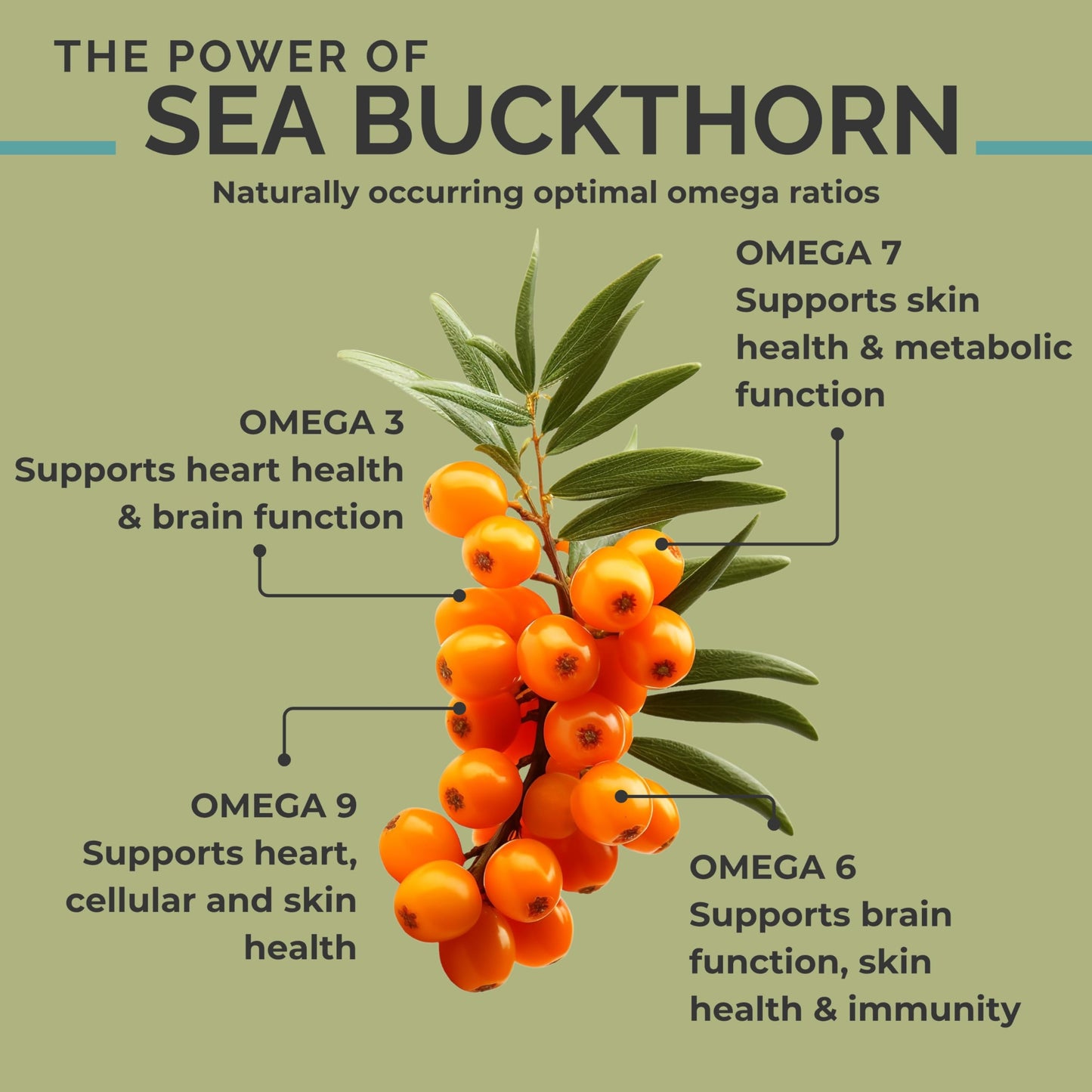 SeabuckWonders Organic Sea Buckthorn Oil Softgels – Omega-7, 120 Count, 1000mg