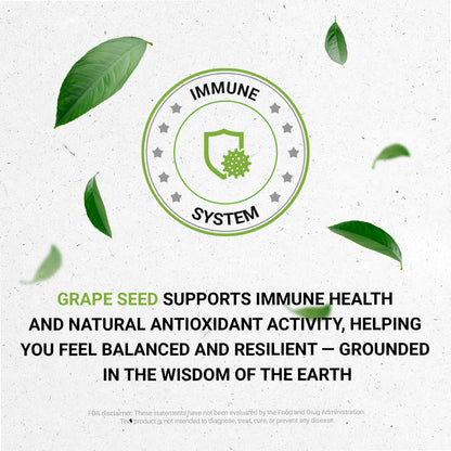 Secrets of the Tribe Grape Seed Tincture – Alcohol-Free Liquid Extract (Vitis Vinifera, Dried Seed) 4 oz