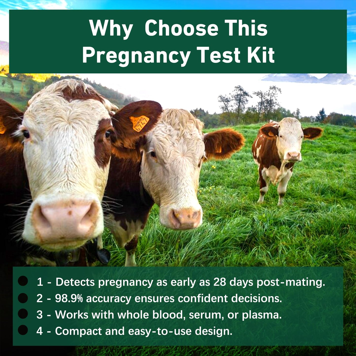 Bovine Pregnancy Test Kit - 2 Tests, Rapid 5-20 Minute Results for Dairy & Beef Cows