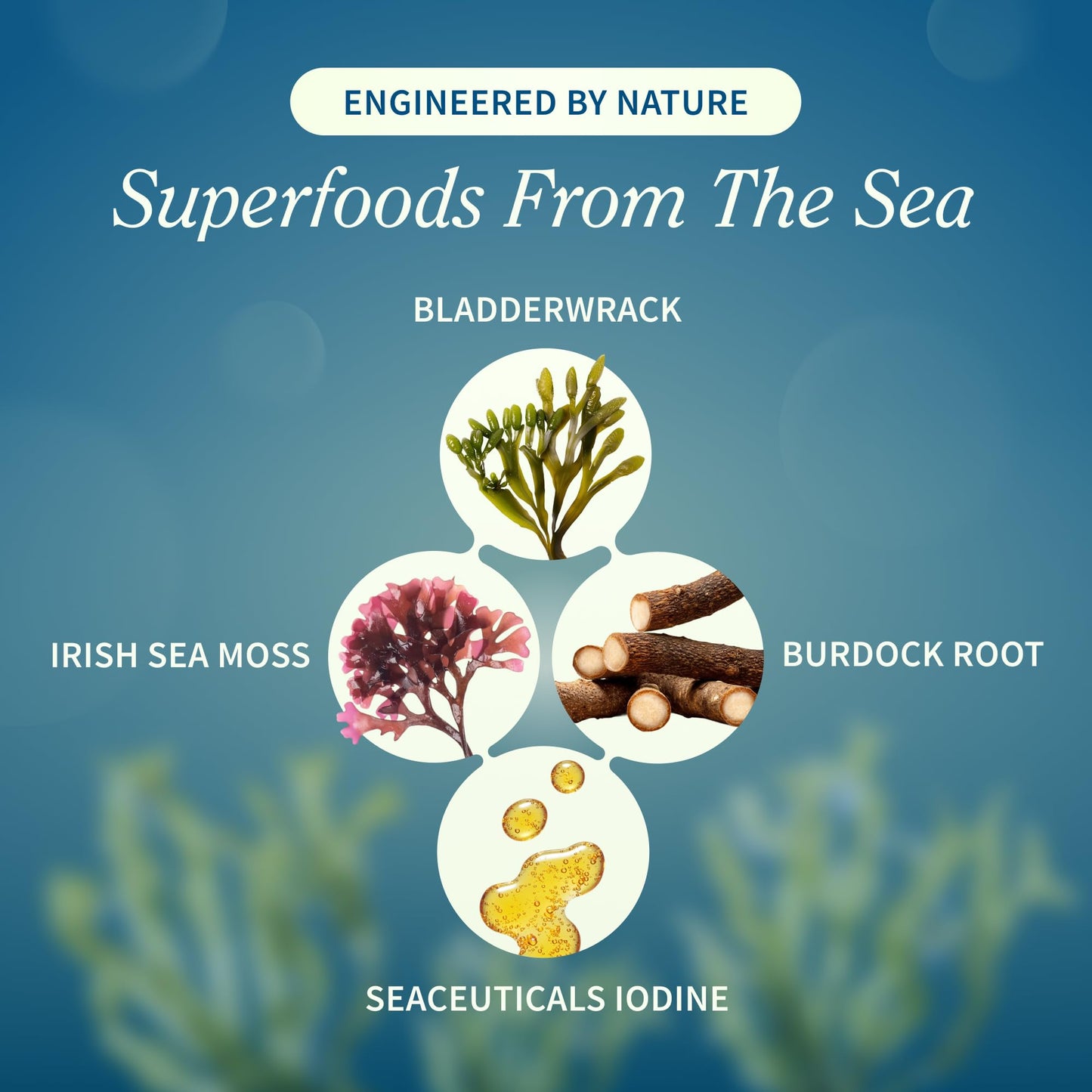 Irish Sea Moss with Bladderwrack & Iodine – Immune & Skin Support