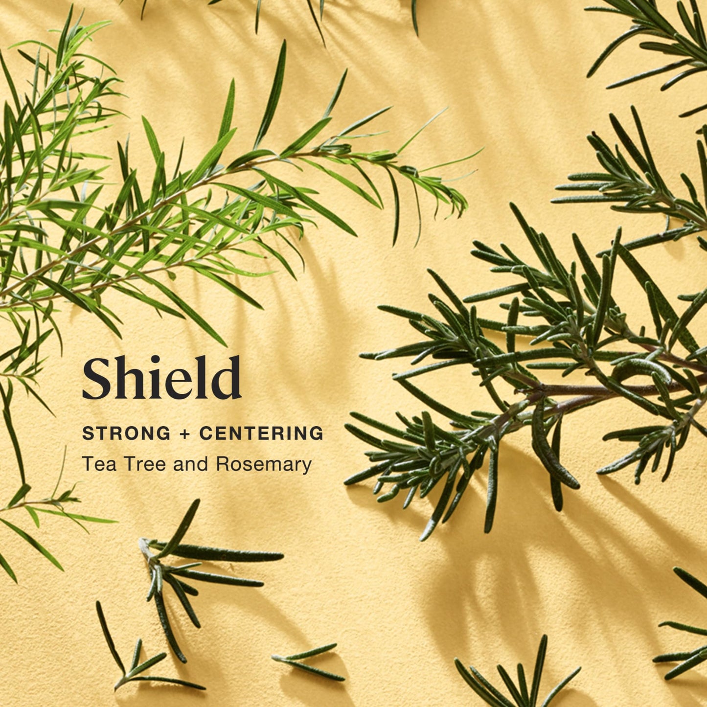 Sprig by Kohler Shield Aromatherapy Candle – Tea Tree & Rosemary, 8 oz, 100% Natural Soy-Coconut Wax