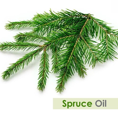 Spruce Oil (Tsuga Canadensis) – Therapeutic Essential Oil, Amber Bottle, 15ml