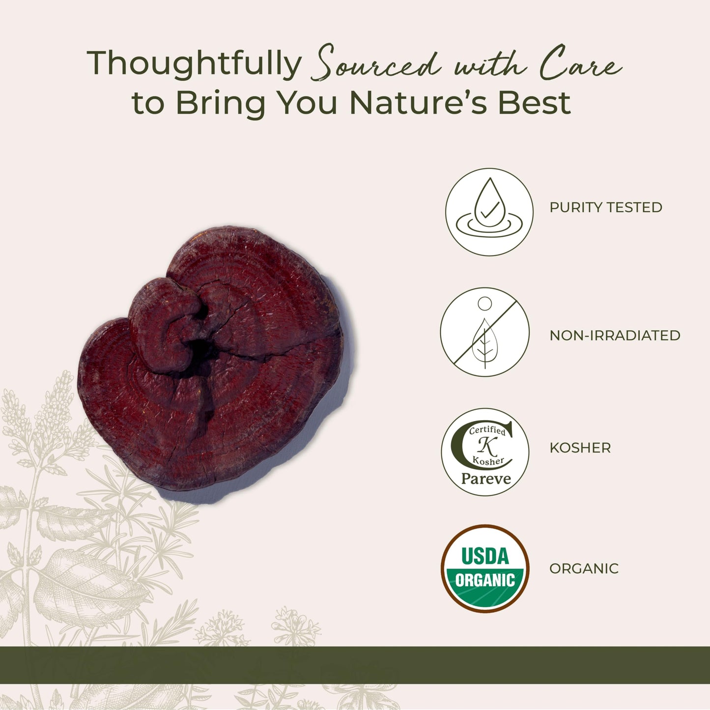 Starwest Botanicals Organic Red Reishi Mushrooms - 4 oz Pouch | Kosher, Non-GMO