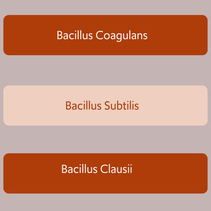 New Bacillus B3 Probiotic Complex & Enzymes – 60 Capsules (100% Spore-Based SBO)