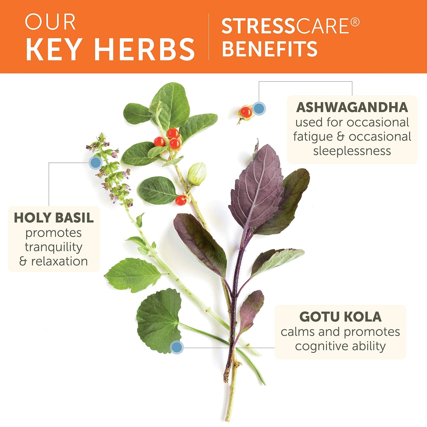 Himalaya StressCare – Herbal Stress Relief & Energy Support | 240 Capsules