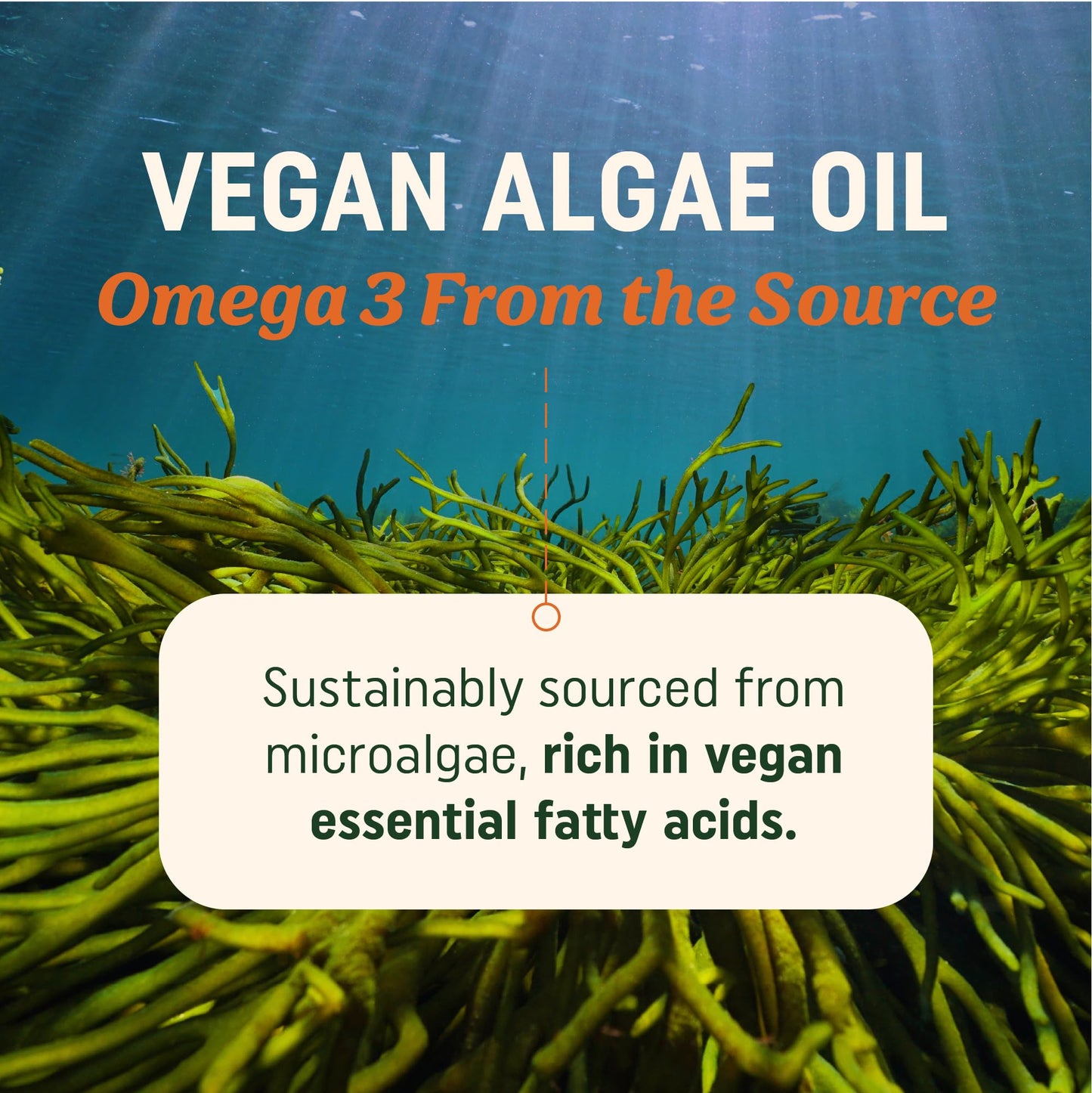 Vegan Omega-3 Algae Oil – Plant-Based DHA & EPA, Sustainably Sourced, 120 Softgels
