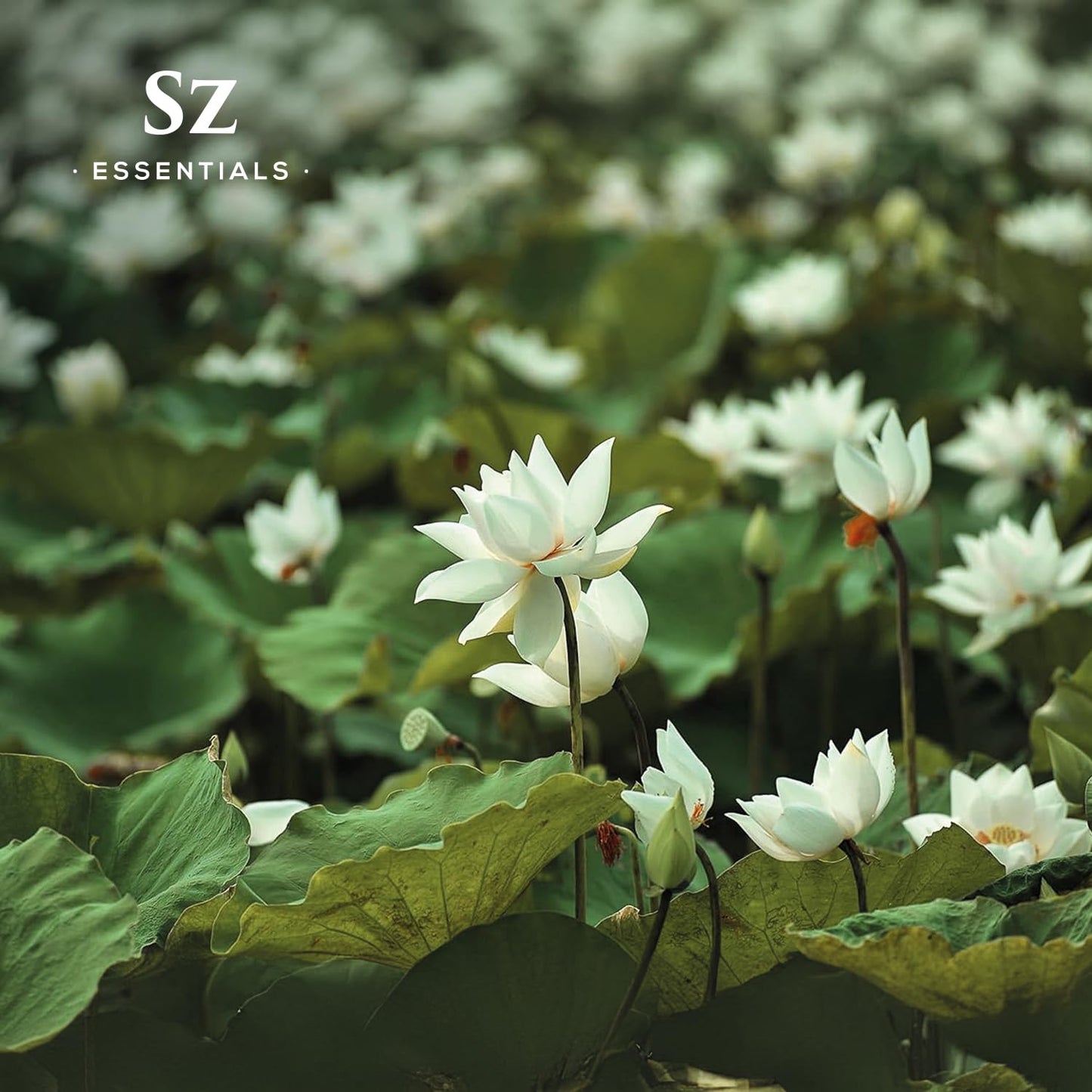 Sz Essentials White Lotus Essential Oil – 100% Pure, Therapeutic Grade, Vegan, 5ml