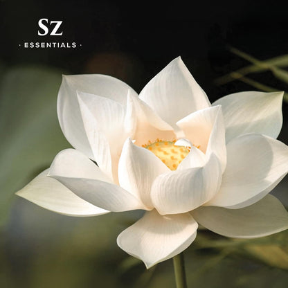 Sz Essentials White Lotus Essential Oil – 100% Pure, Therapeutic Grade, Vegan, 5ml