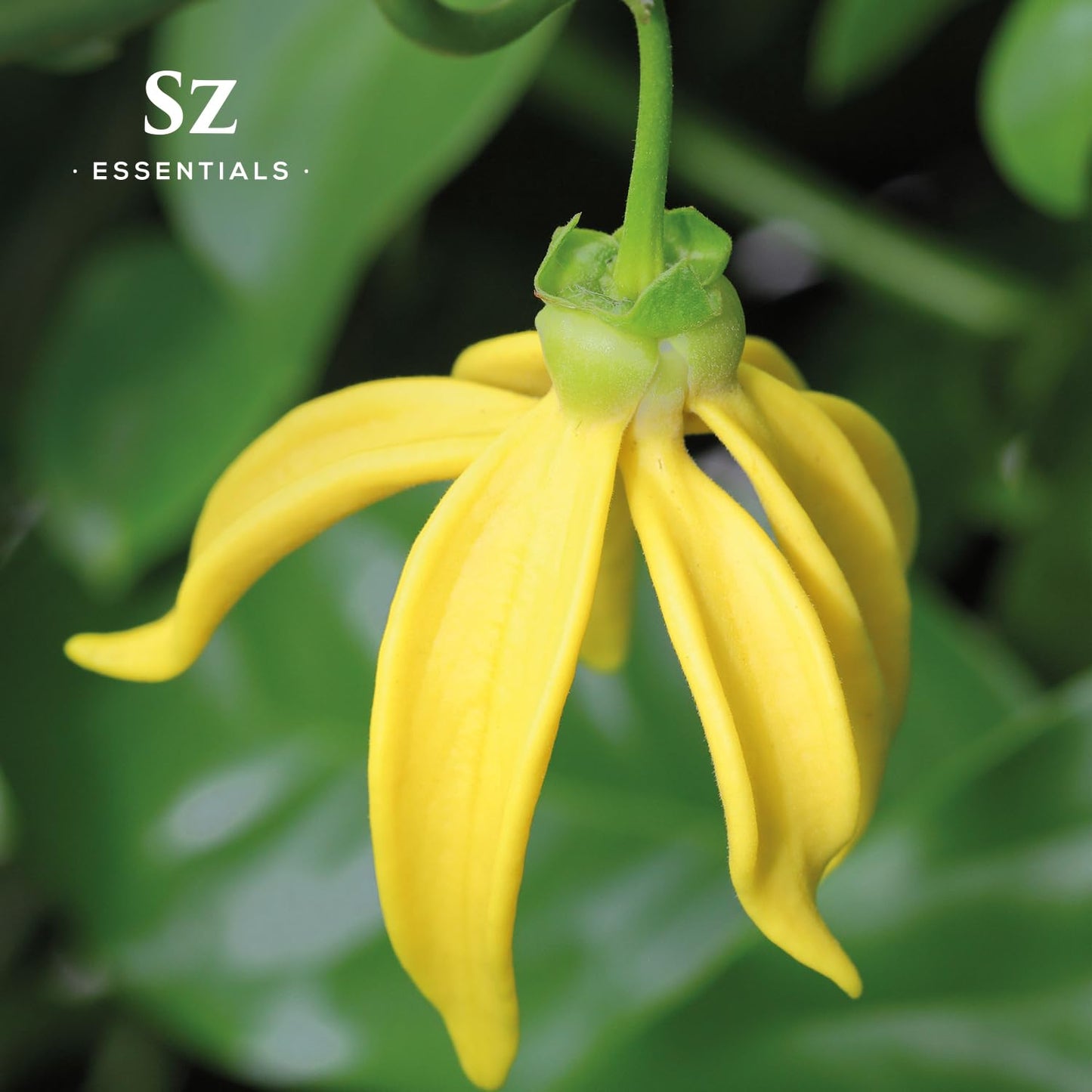 SZ Essentials Ylang Ylang Essential Oil – 0.17oz, 100% Pure & Undiluted