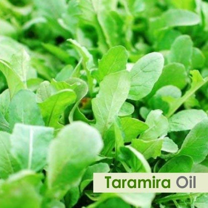 Taramira (Eruca sativa) Essential Oil – 100% Pure & Natural, 15ml with Dropper | Therapeutic Grade