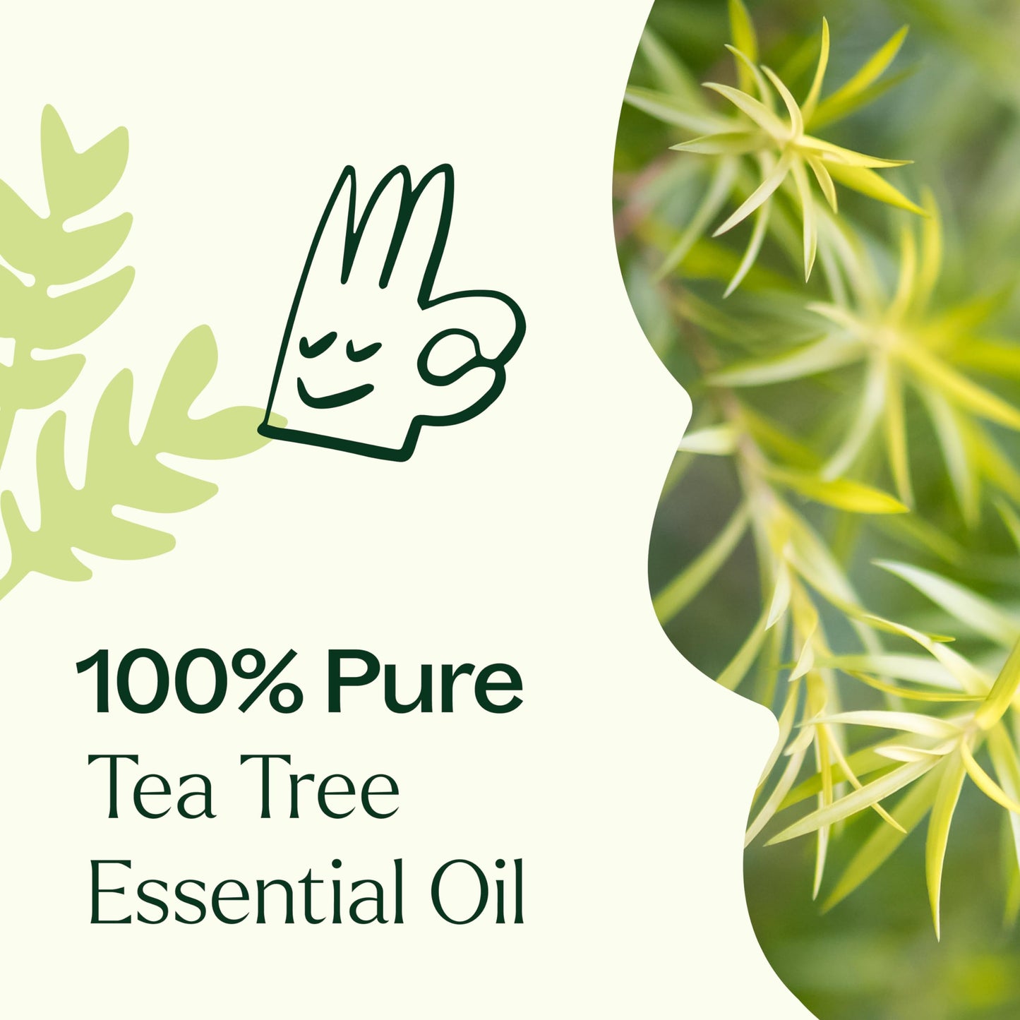 Plant Therapy Tea Tree Essential Oil 30 mL – 100% Pure & Therapeutic Grade