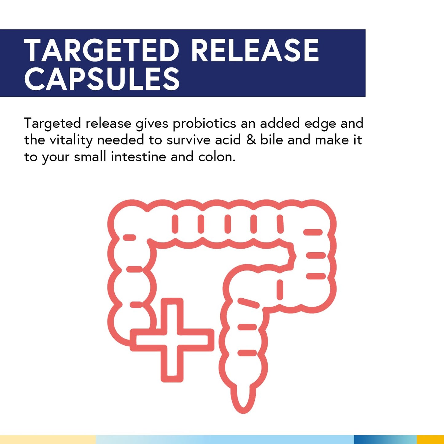 Terranics Daily Probiotics for Men & Women | 150B CFU, 25 Strains, Colon Care