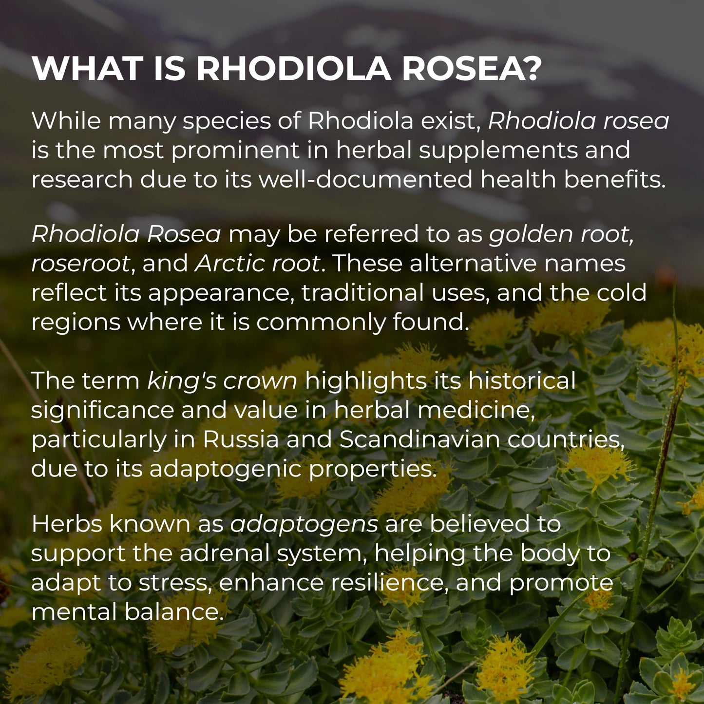 Ultimate Rhodiola® Alaska Grown, Alcohol Free, Certified Organic Rhodiola rosea Tincture, CO2 extracted, Reduce Stress, Improve Energy and Mood, Adaptogen, Nootropic, 3rd Party Tested