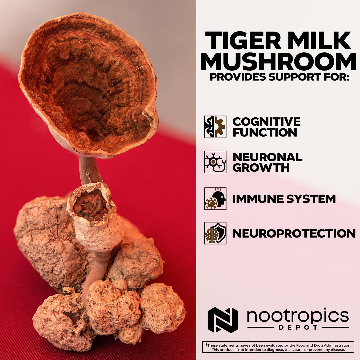 Nootropics Depot Tiger Milk Mushroom Capsules | 300mg | 180 Count | Lignosus rhinocerus Sclerotium | Cognition, Histamine, & Respiratory Support