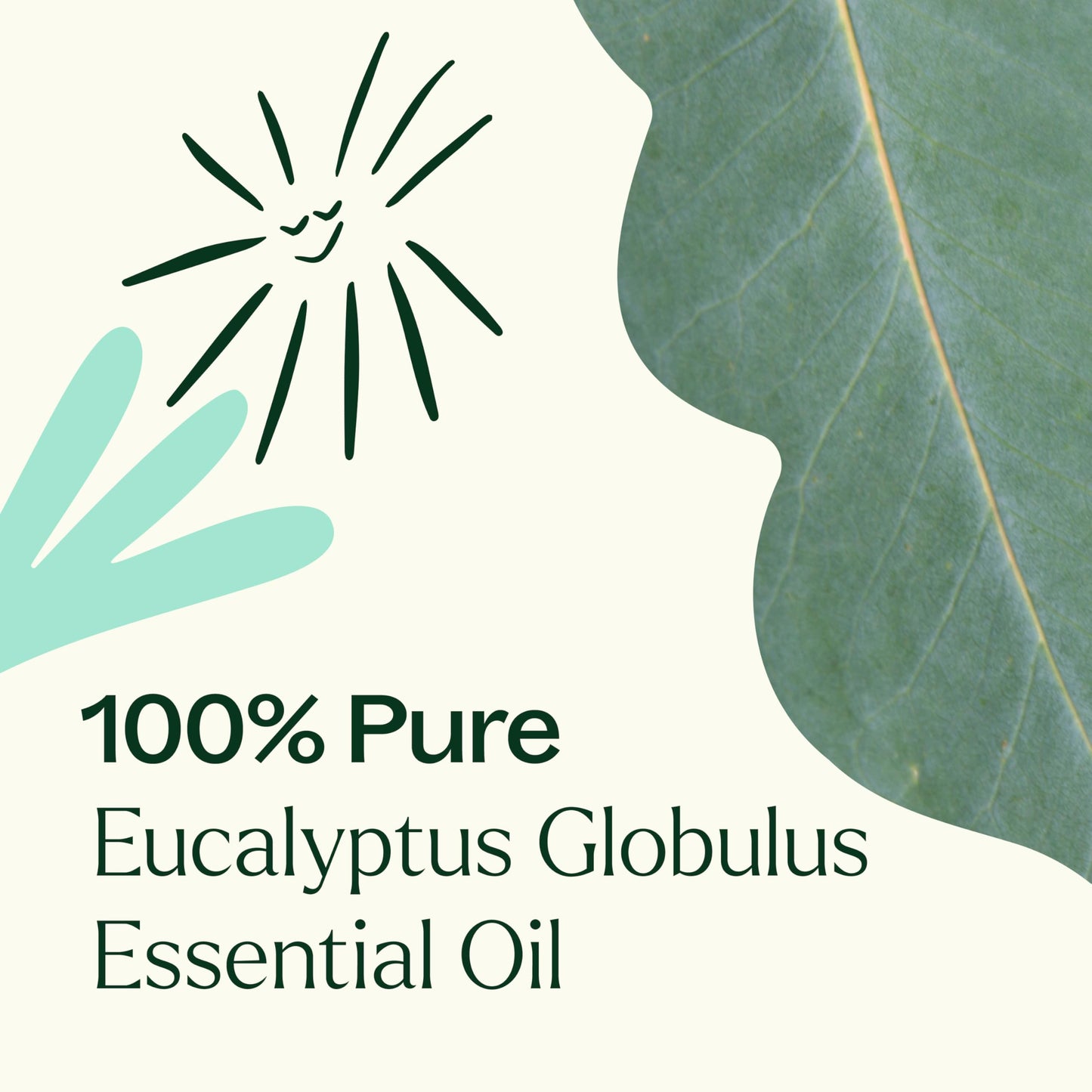 Plant Therapy Eucalyptus Globulus Essential Oil 100 mL (3.3 oz) | Pure & Therapeutic