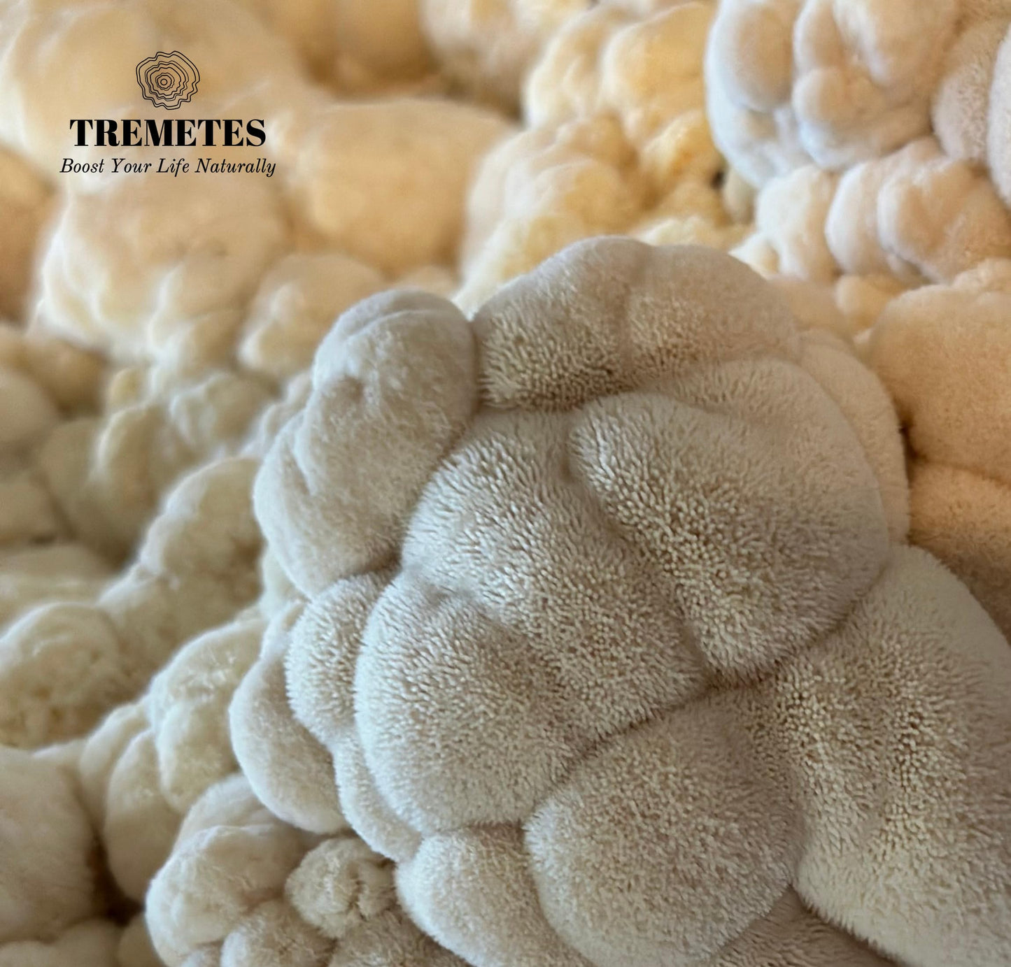 Tremetes Lion’s Mane Mushroom Powder – Lab Verified 15.3% Beta-Glucans | Focus