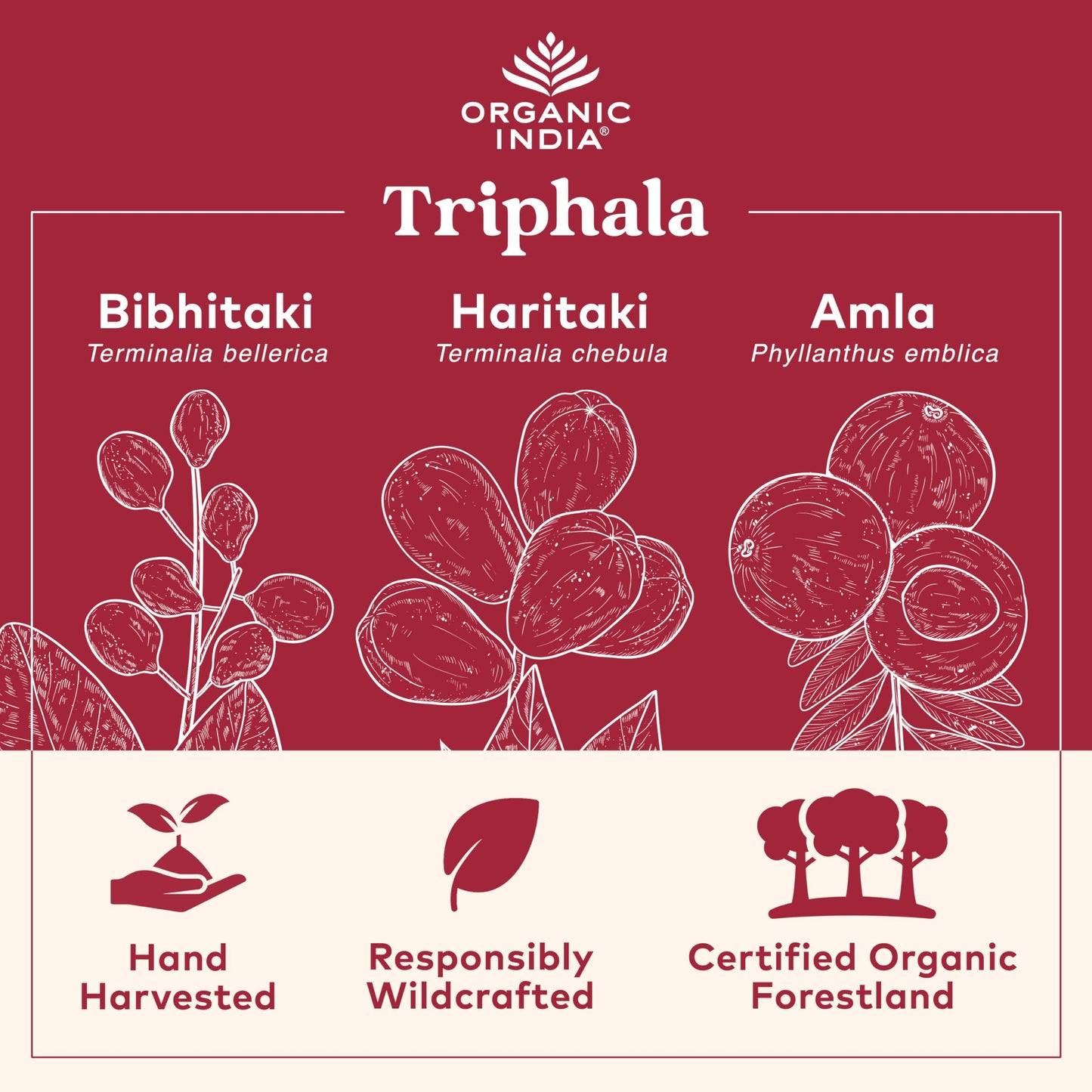 Organic India Triphala Capsules - Digestive & Immune Support, 180 Capsules