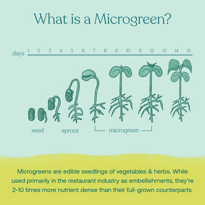 True Grace Broccoli Microgreens 0.4 oz – Immune Support, Vegan
