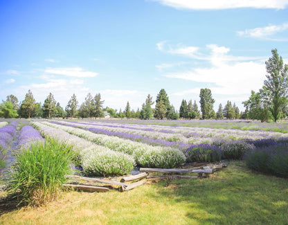 TUMALO LAVENDER Hydrosol 32 oz | Pure Organic Lavender Floral Water - Made in USA for Skincare & Aromatherapy