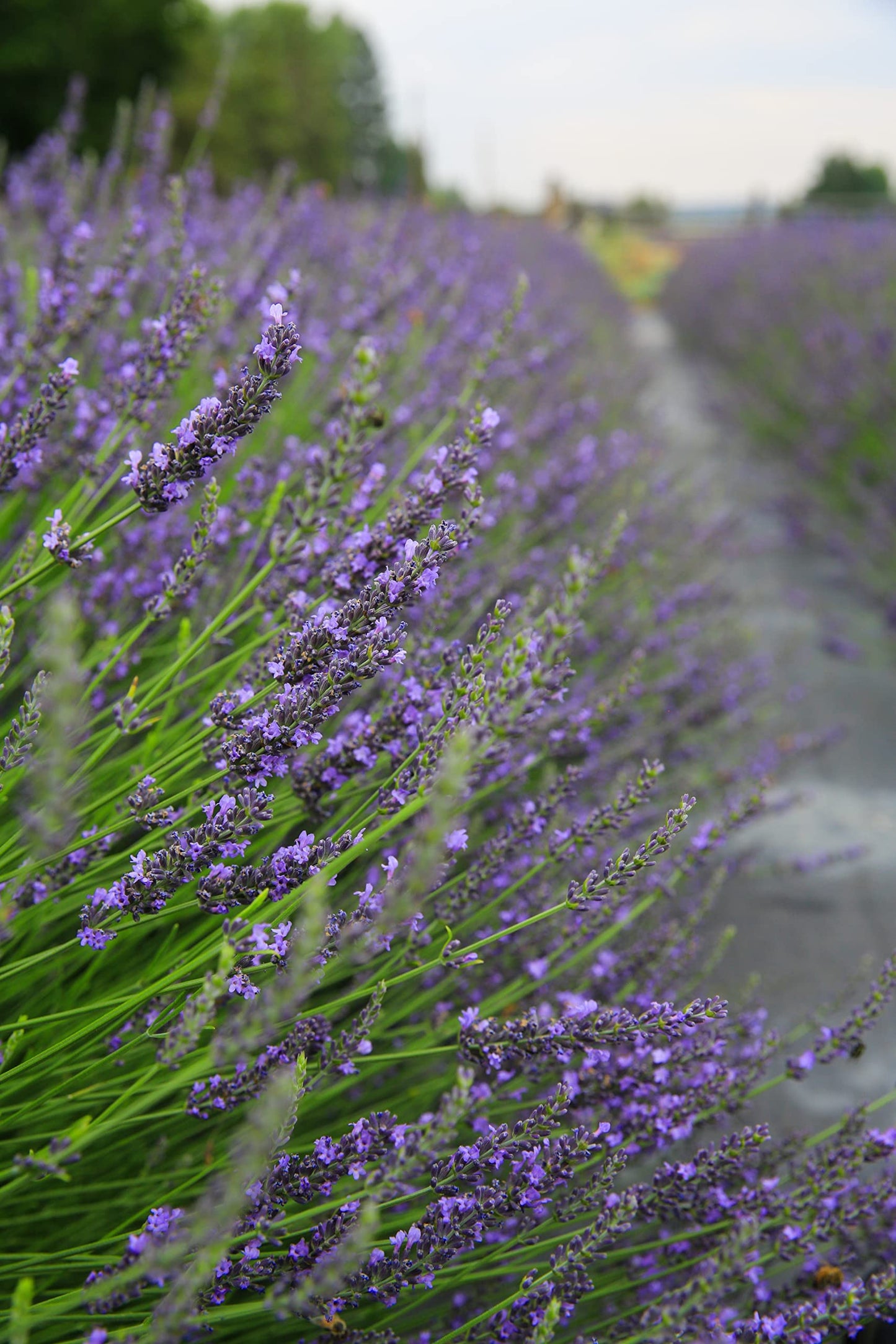 TUMALO LAVENDER Hydrosol 32 oz | Pure Organic Lavender Floral Water - Made in USA for Skincare & Aromatherapy