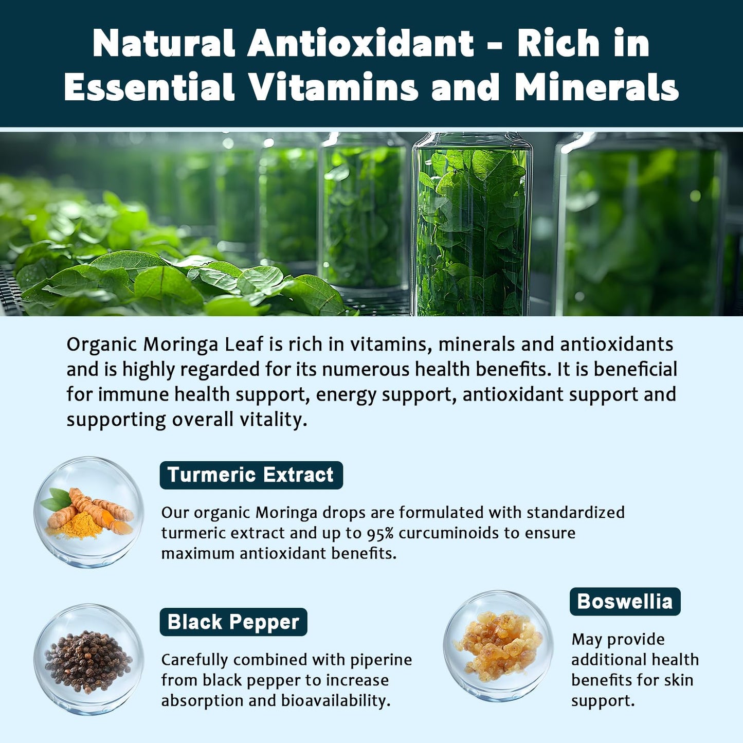 (2 Pack) Organic Moringa Leaf Extract Liquid Drops – Energy, Immune & Skin Support | 1 fl oz
