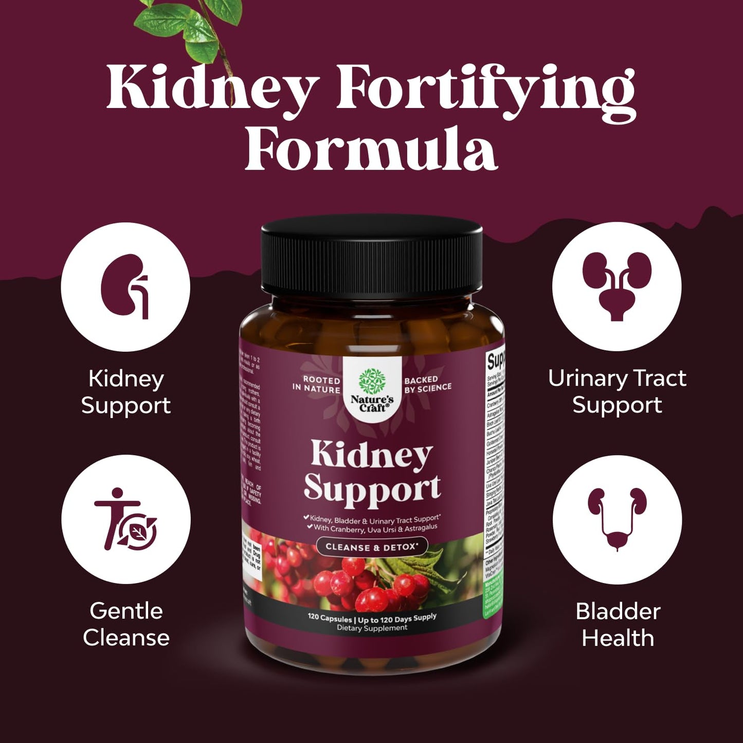 Advanced Kidney Support Supplement - Cranberry Uva Ursi Astragalus & Nettle for Kidney Health - Urinary Tract Support - 120 Caps