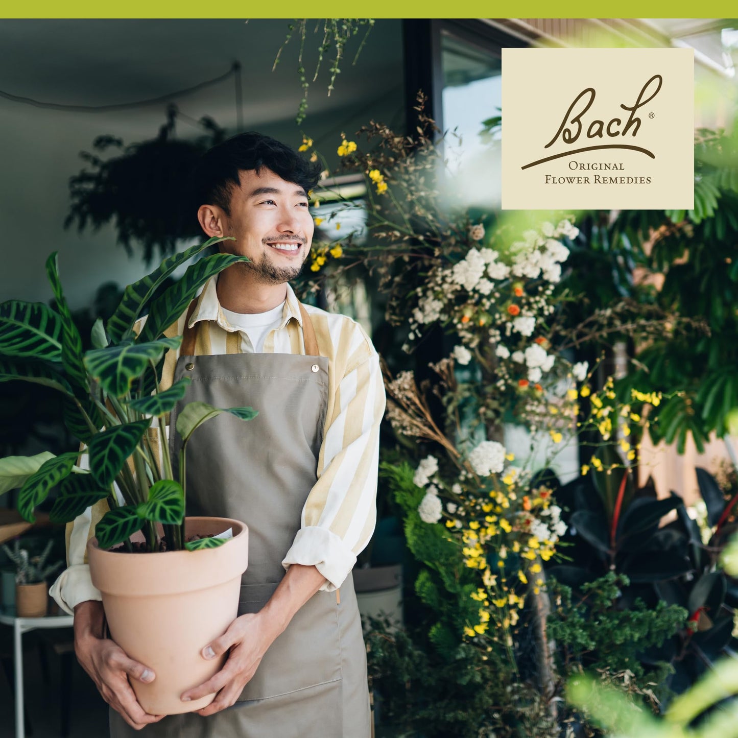 Bach Original Flower Remedies Olive – Restore Energy & Emotional Balance (20mL Dropper) – Vegan, Gluten Free, Sugar Free