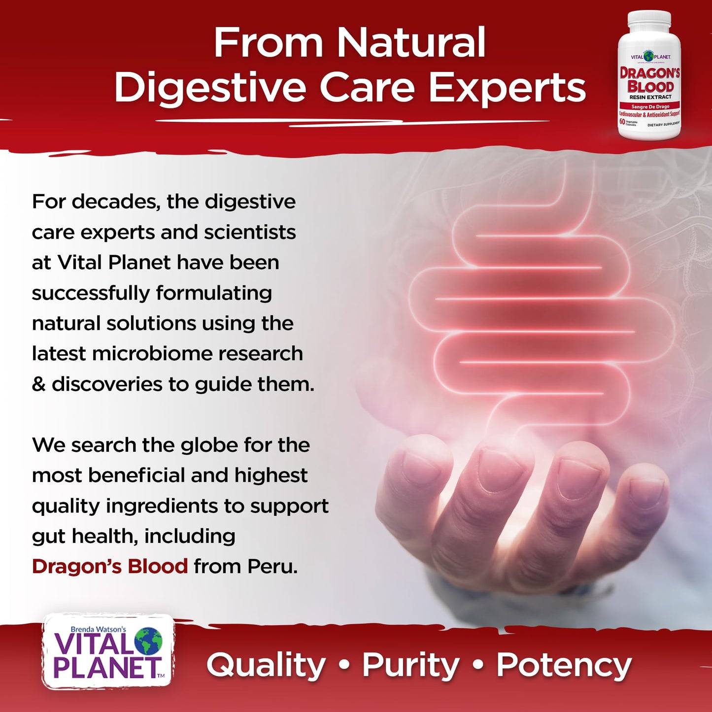 Vital Planet Dragon's Blood Resin Extract Croton lechleri – Digestive Health, 500 mg, 60 Capsules