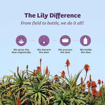 Lily of the Desert Vera Juice - Whole Leaf Aloe Vera Drink (128 Fl Oz) | Non-GMO, Aloesorb